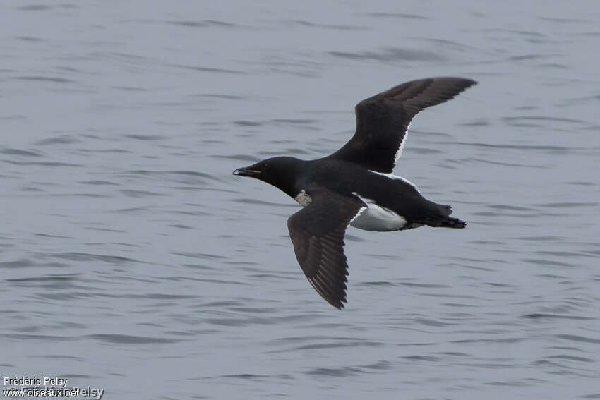 Guillemot de Brünnichadulte, pigmentation, Vol