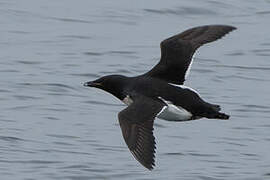 Thick-billed Murre