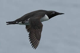 Common Murre