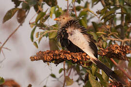 Guira Cuckoo