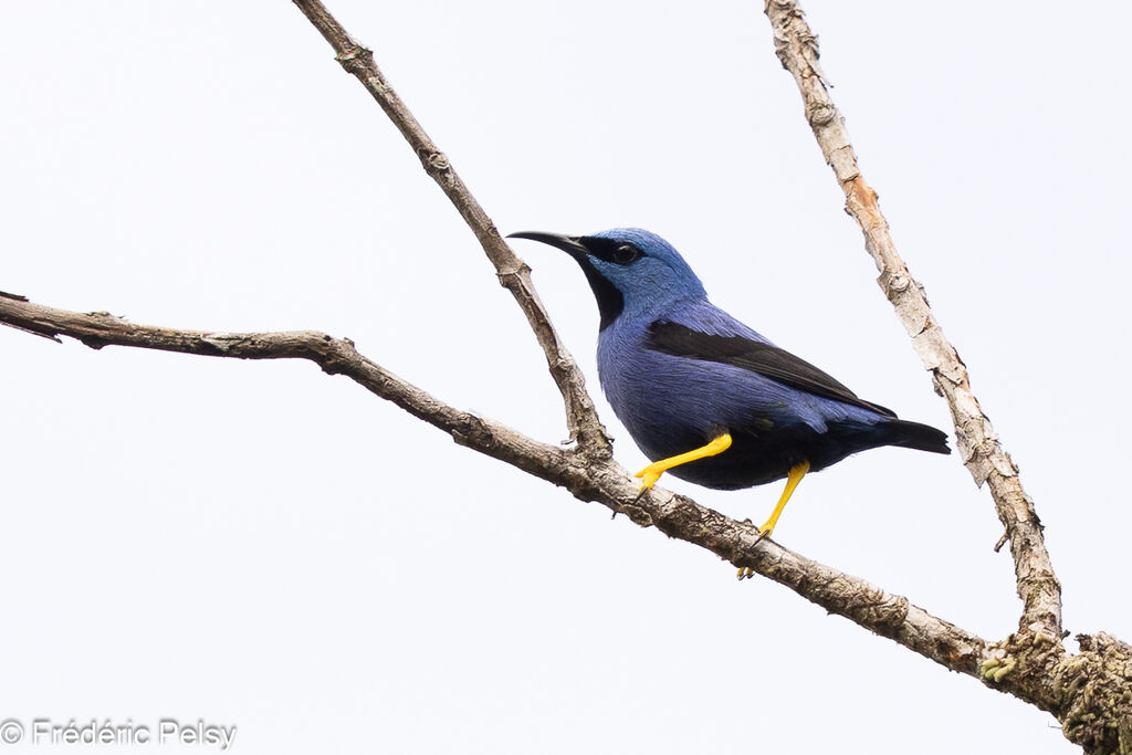 Shining Honeycreeper male