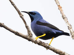 Shining Honeycreeper