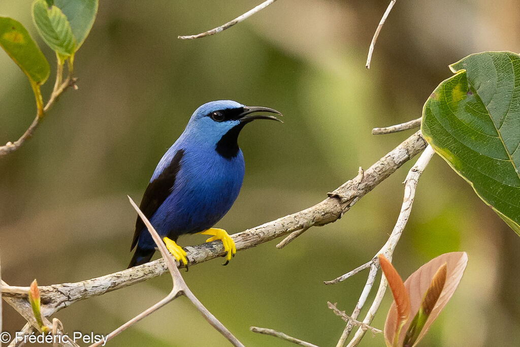 Shining Honeycreeper male