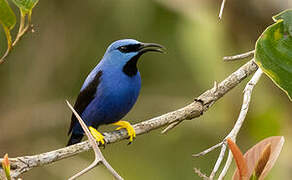 Shining Honeycreeper