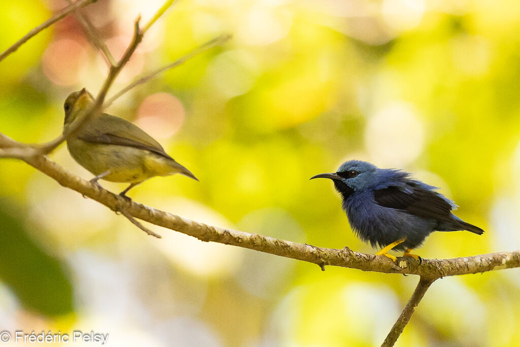 Shining Honeycreeper male