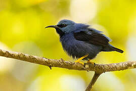 Shining Honeycreeper