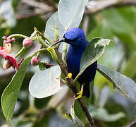 Purple Honeycreeper