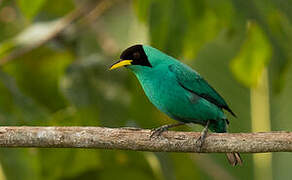 Green Honeycreeper