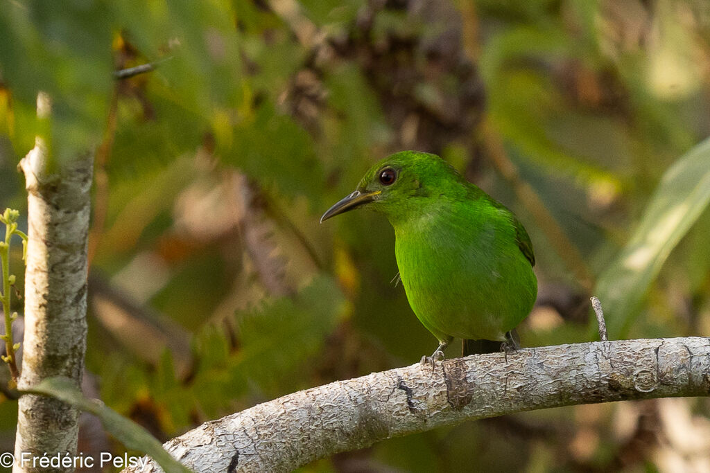 Green Honeycreeper female