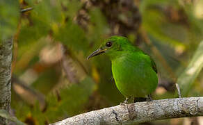 Green Honeycreeper