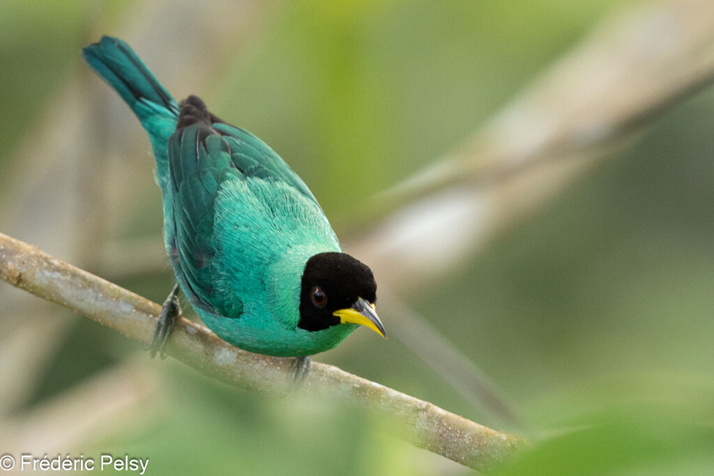 Green Honeycreeper male