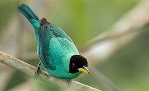 Green Honeycreeper