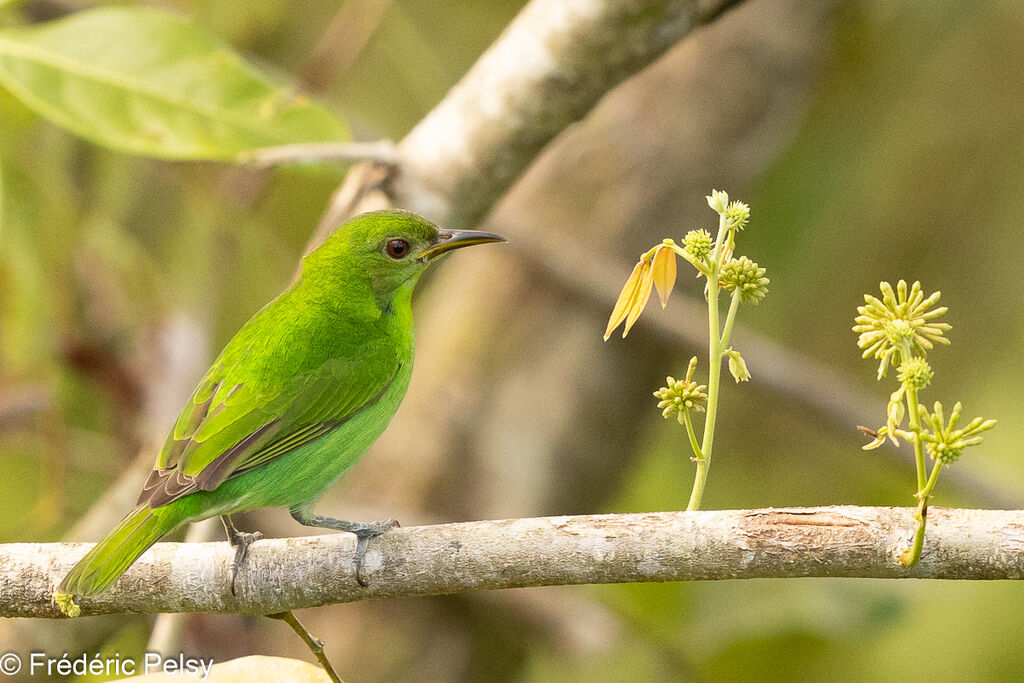 Green Honeycreeper female