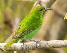 Green Honeycreeper