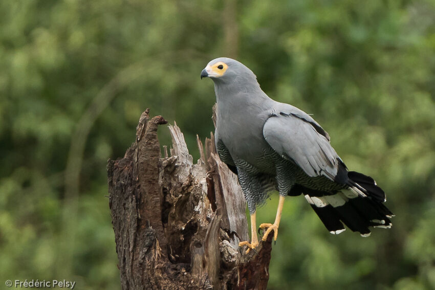 African Harrier-Hawkadult