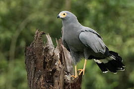 African Harrier-Hawk