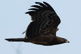 African Harrier-Hawk