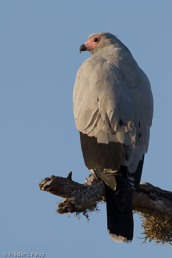 Madagascar Harrier-Hawkadult