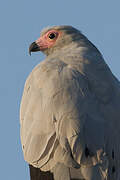 Madagascan Harrier-Hawk