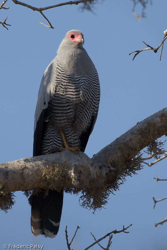 Madagascan Harrier-Hawkadult