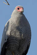 Madagascan Harrier-Hawk