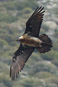 Bearded Vulture