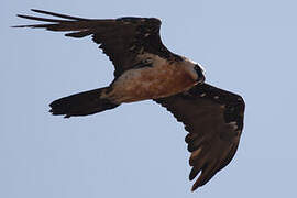 Bearded Vulture