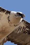 Bearded Vulture