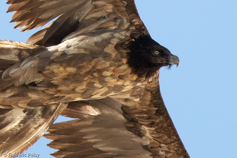Bearded Vultureimmature, Flight