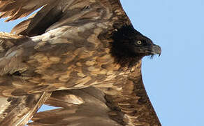 Bearded Vulture