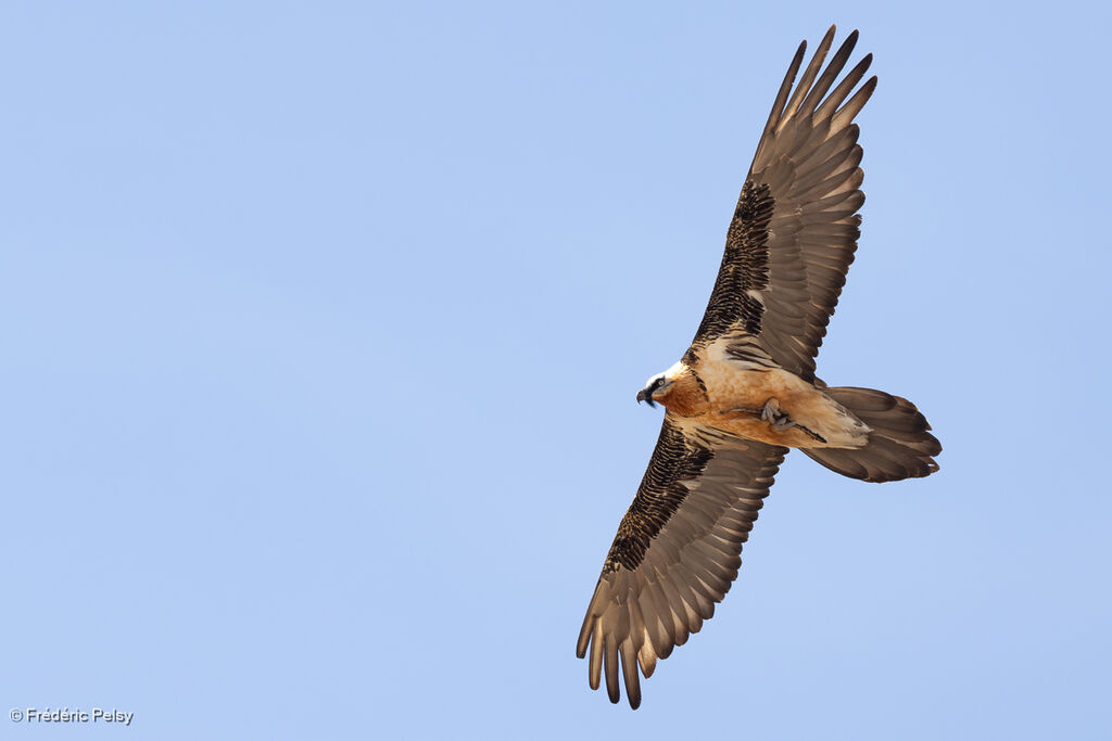 Gypaète barbuadulte