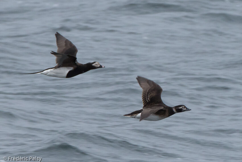 Long-tailed Duck