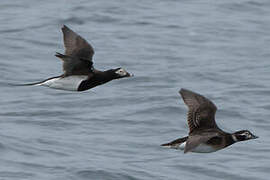 Long-tailed Duck