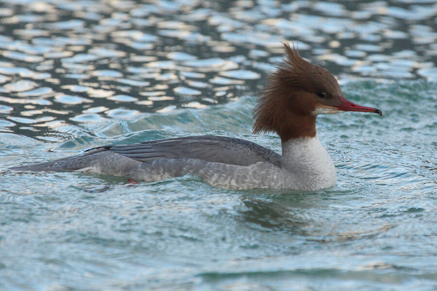 Common Merganser female adult