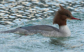 Common Merganser