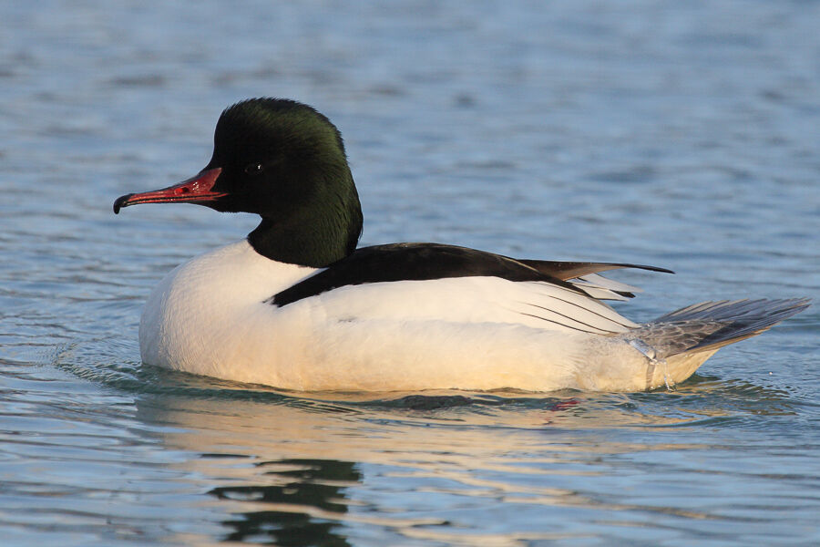 Common Merganser male adult