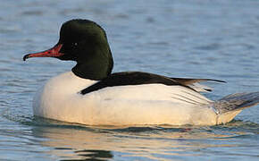 Common Merganser