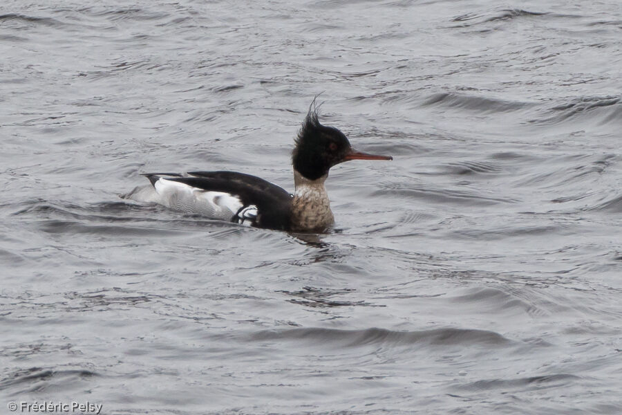 Red-breasted Merganser male