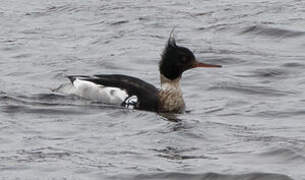 Red-breasted Merganser