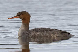 Red-breasted Merganser