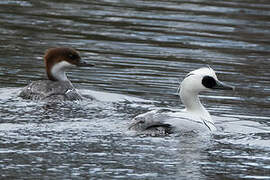 Smew