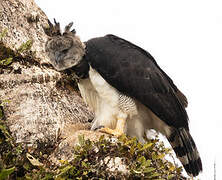 Harpy Eagle