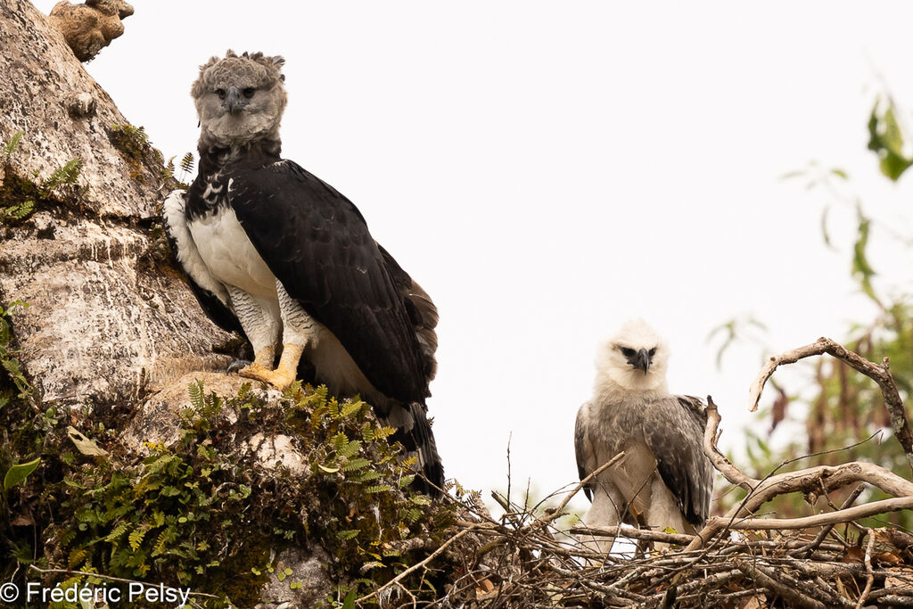 Harpy Eagle