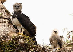 Harpy Eagle