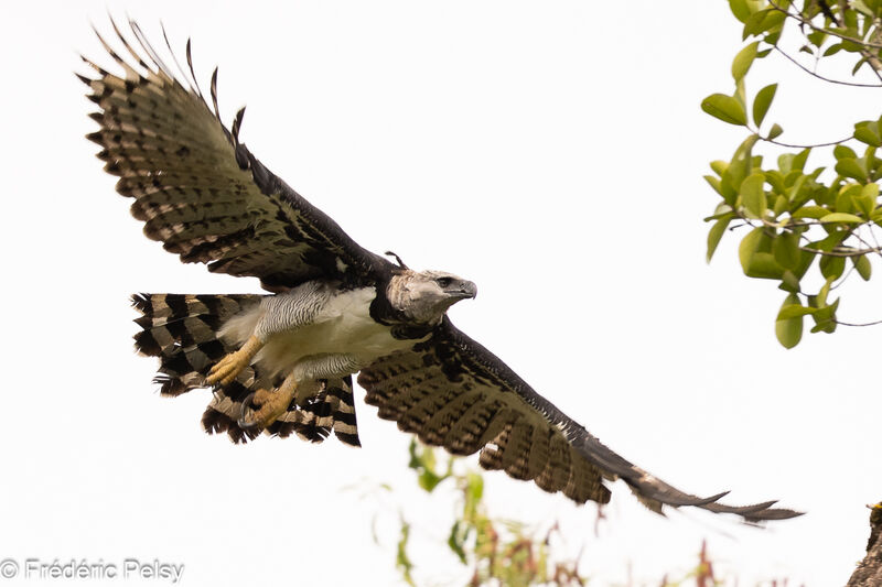 Harpy Eagle female, Flight