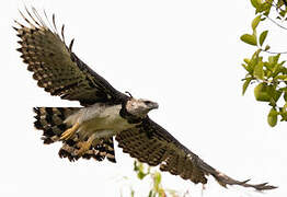 Harpy Eagle