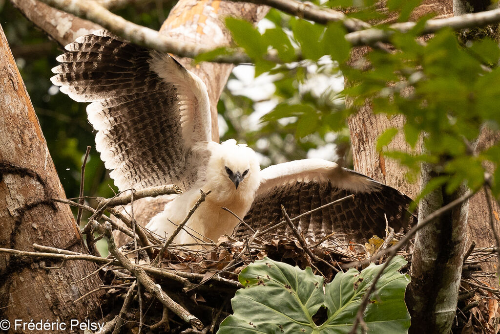 Harpie huppéePoussin