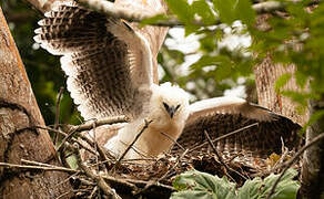 Crested Eagle