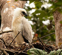 Crested Eagle