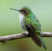 White-booted Racket-tail